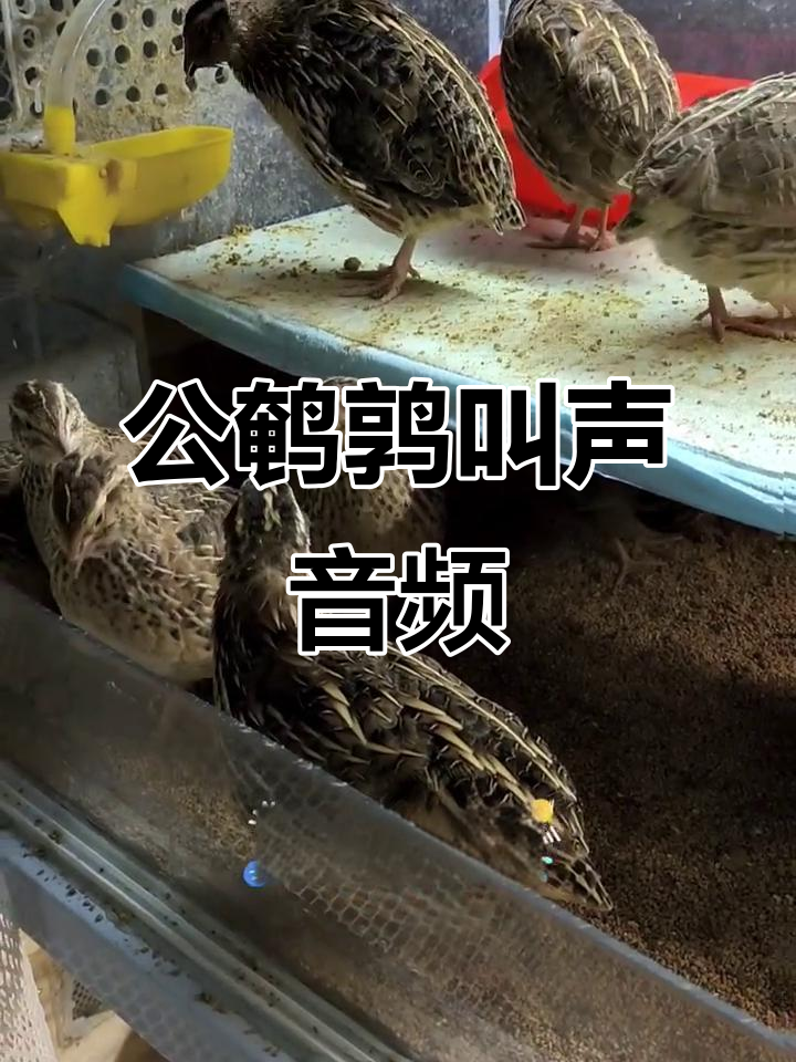 公鹌鹑的独特叫声,你听过吗?
