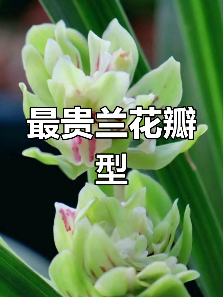 兰花中最珍贵的瓣型是什么?