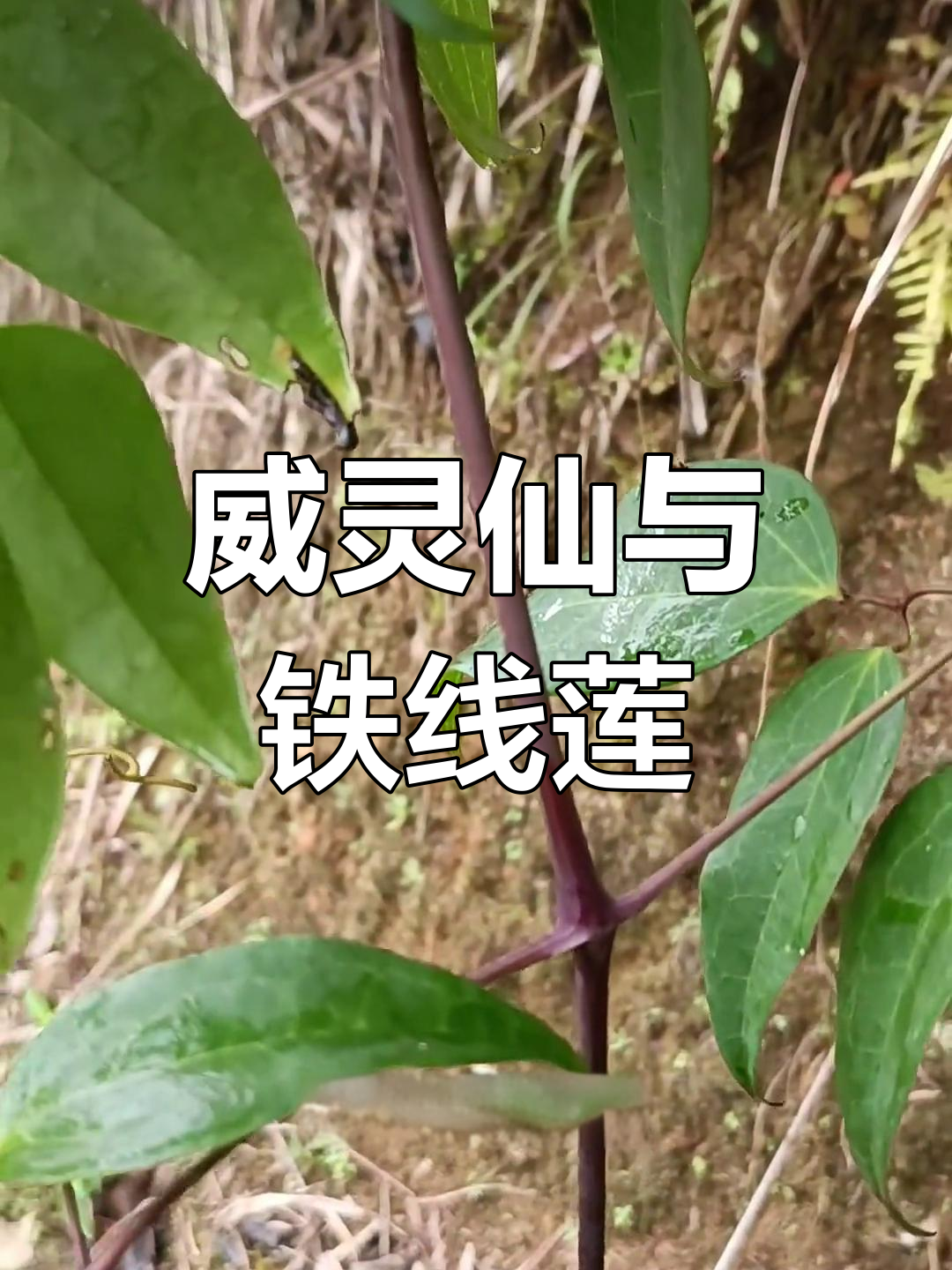 威灵仙,铁线莲的根茎入药,你见过吗?
