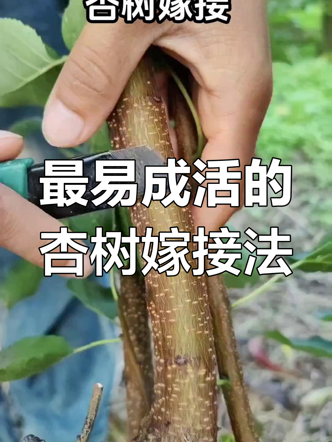 杏树嫁接最简单方法,成活率超高!