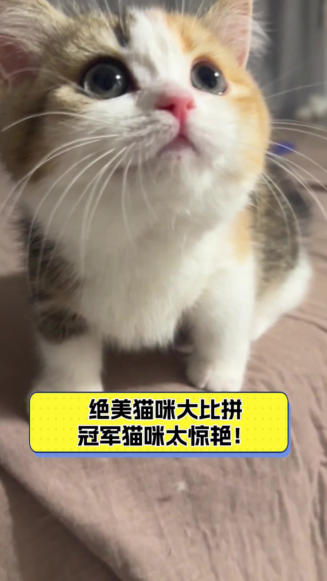 绝美猫咪大比拼,冠军猫咪太惊艳!