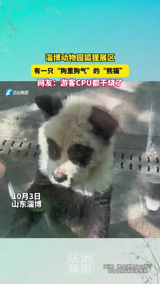 熊猫狗价钱图片