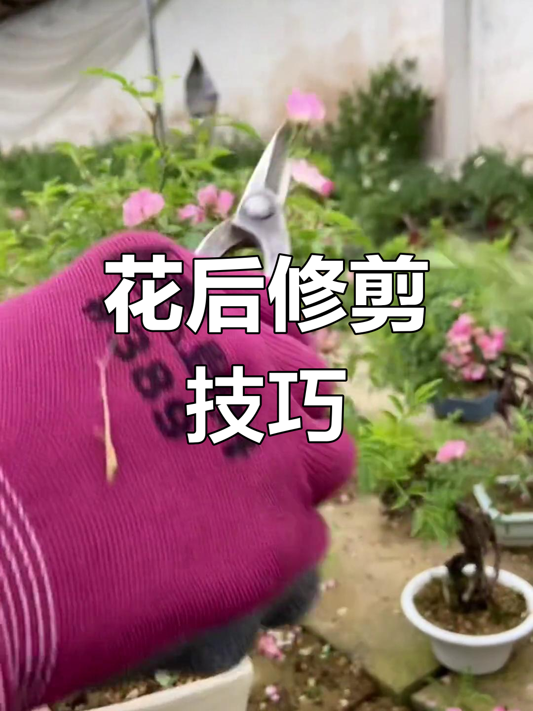 蔷薇花后修剪,视频详解.疑问留言或来直播间交流!