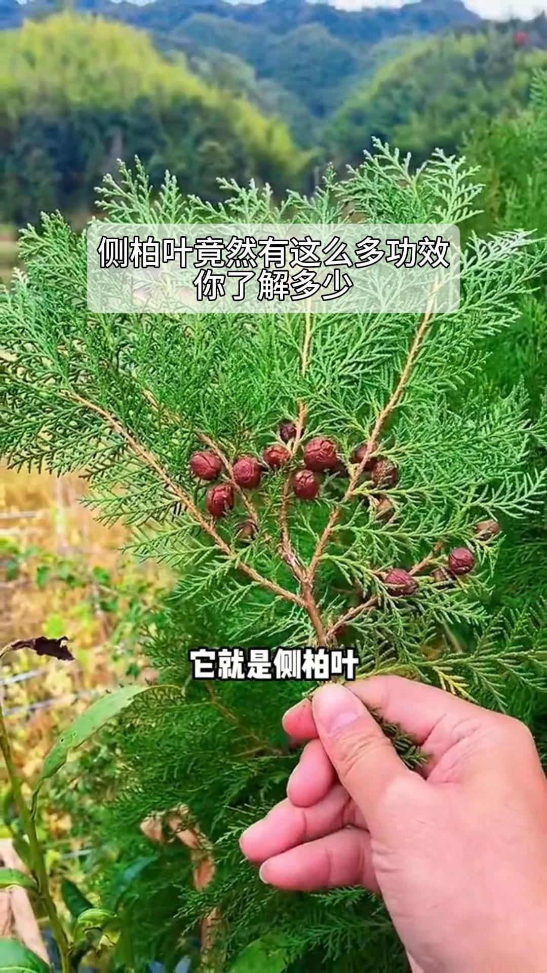 龙柏树叶的药用价值图片