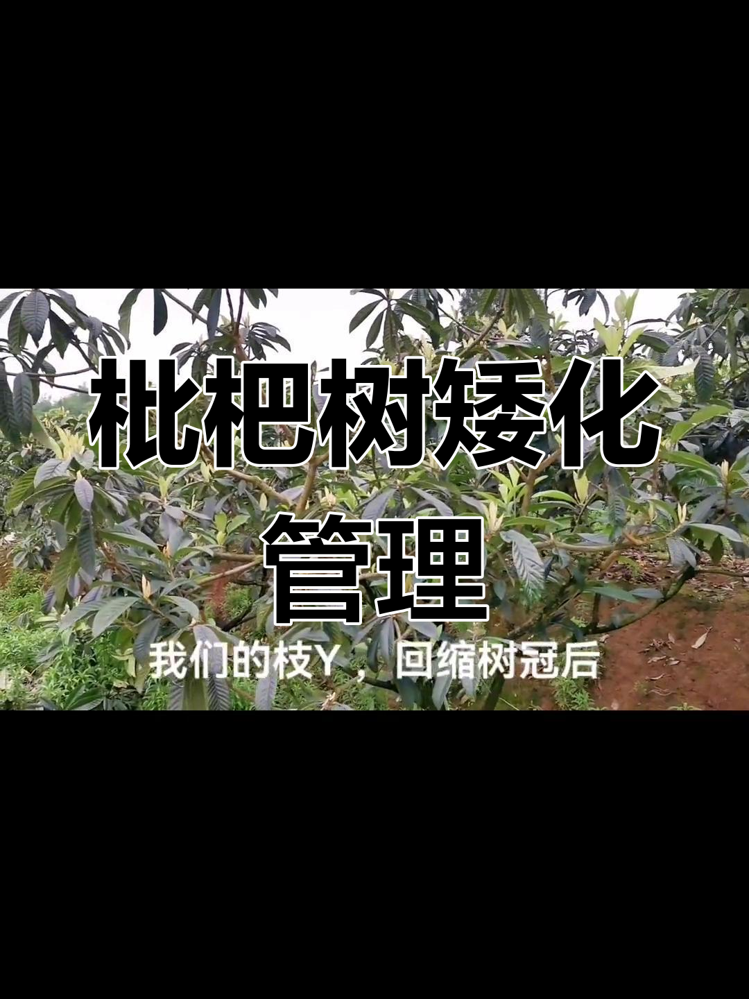 枇杷园管理秘籍:矮化修剪助力丰产,无大小年困扰