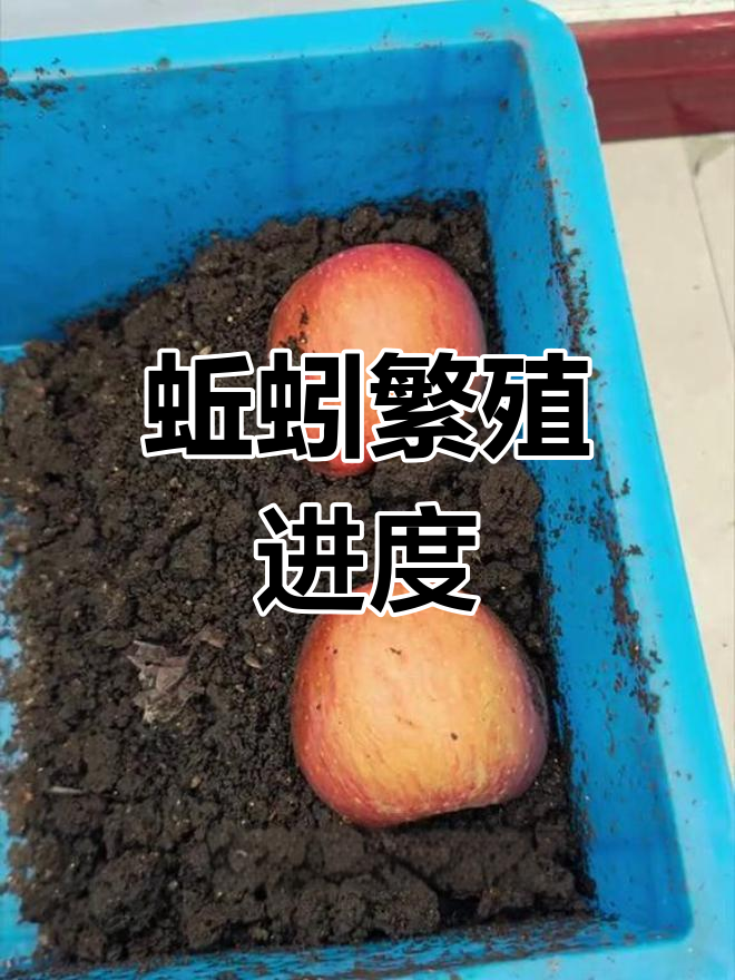 蚯蚓繁殖观察:两个月后的变化