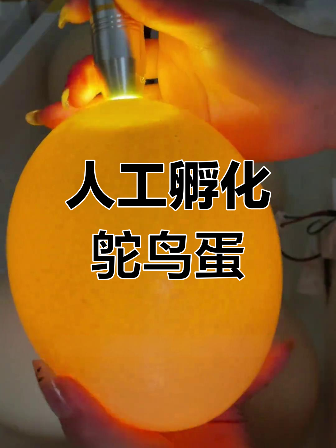 新鲜鸵鸟蛋孵化全过程,3斤重轻松孵出