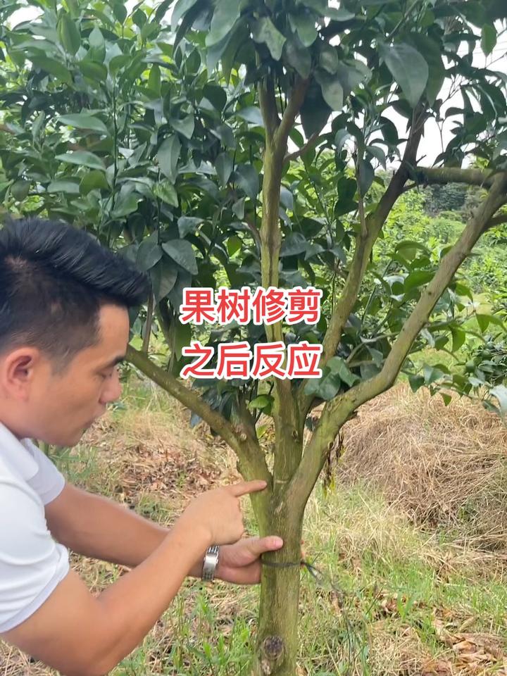 果树修剪技巧教学,柑橘种植