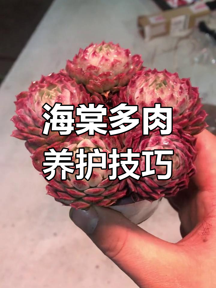 西府海棠多肉养护直播,教你如何让它们更健康