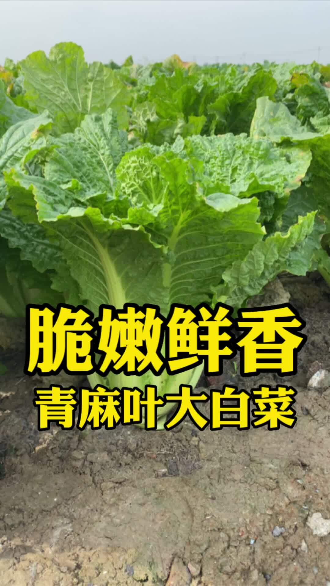 青麻叶图片