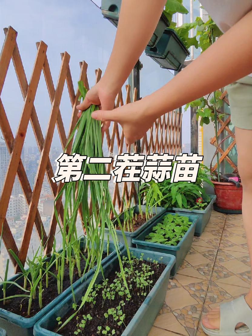 种植小技巧阳台种菜 学种菜 蒜苗