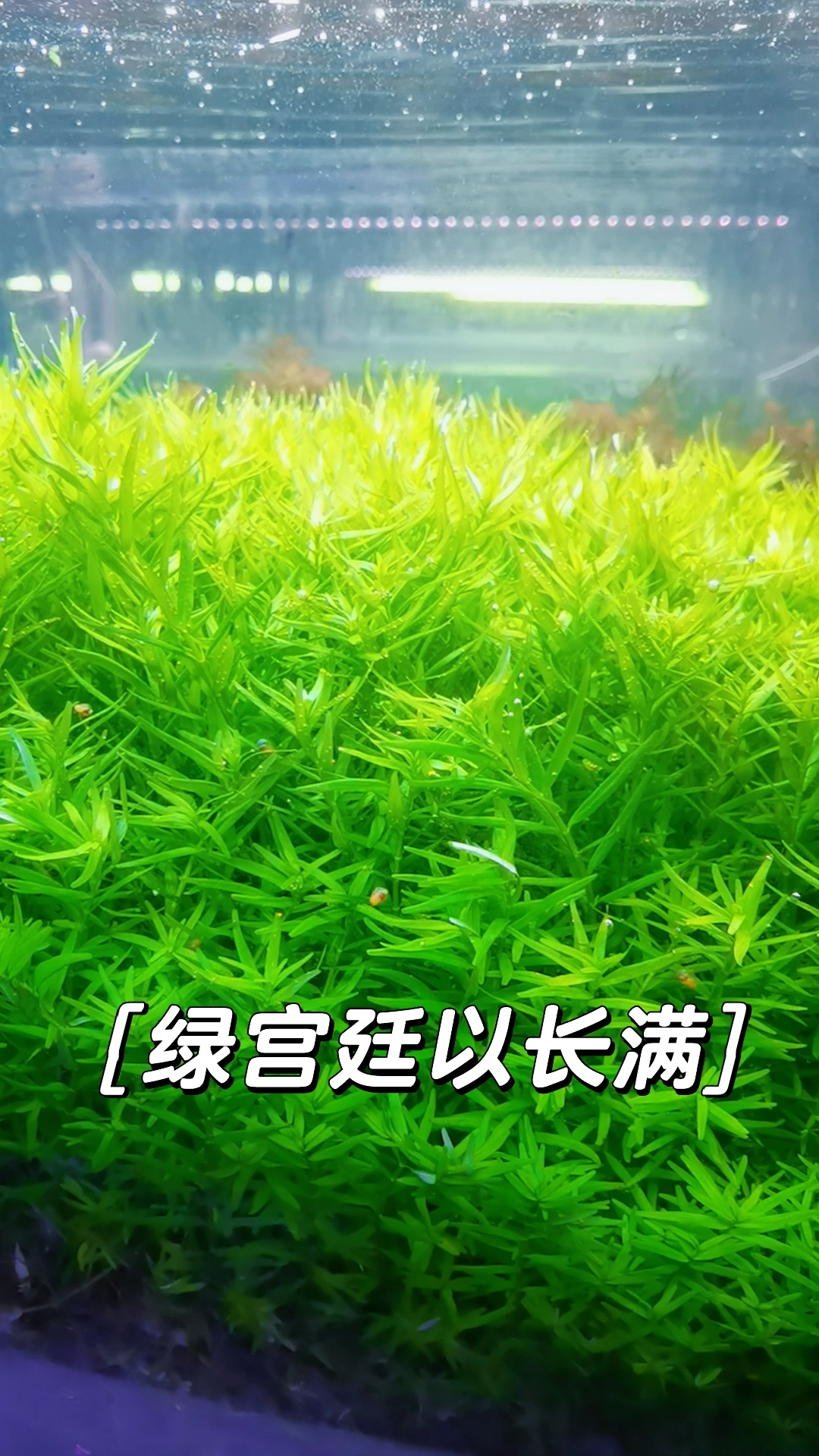 绿宫廷自养水下叶打头水草成活率高阴性无碳