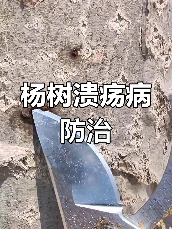 杨树细菌性溃疡病防治全攻略,轻松应对病害