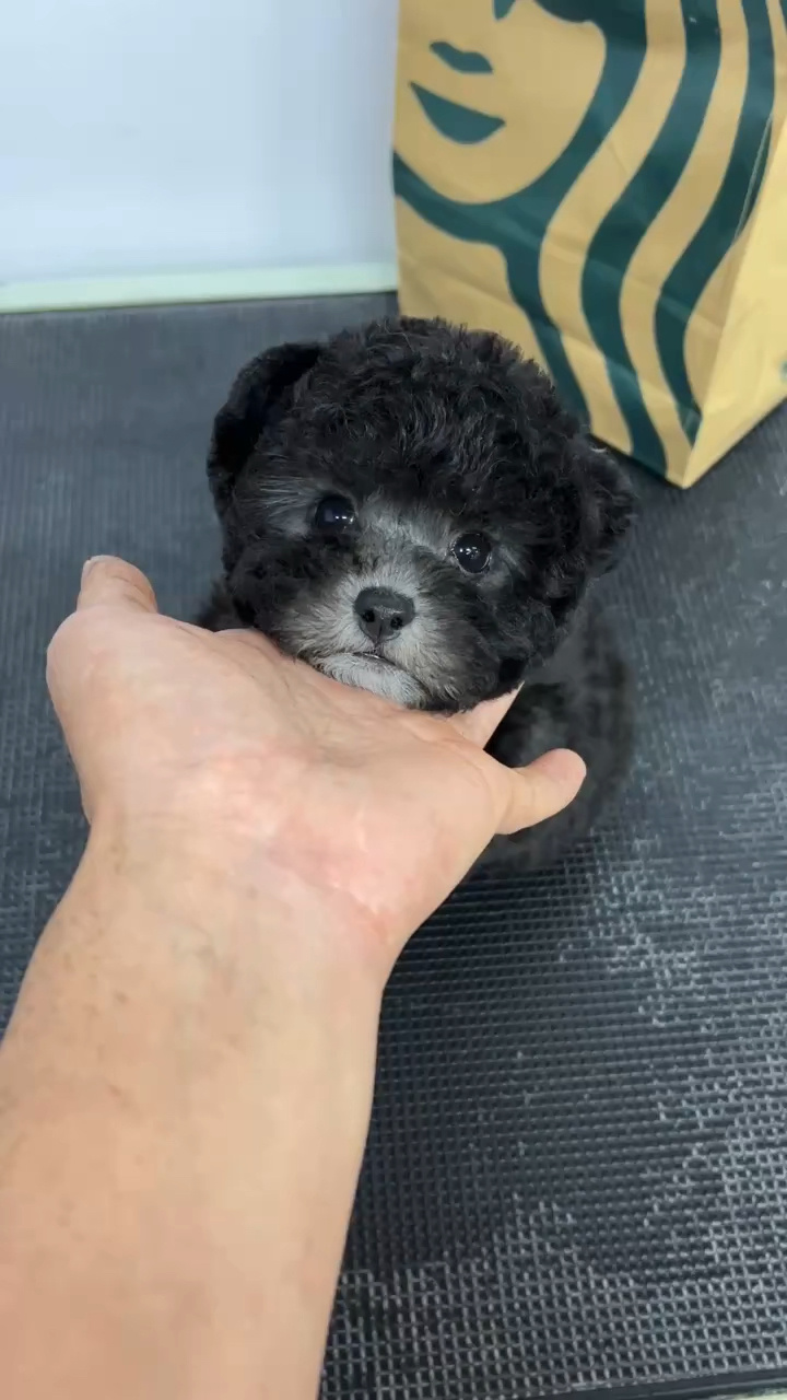 飞耳灰色泰迪广州犬舍 深圳犬舍 香港买狗