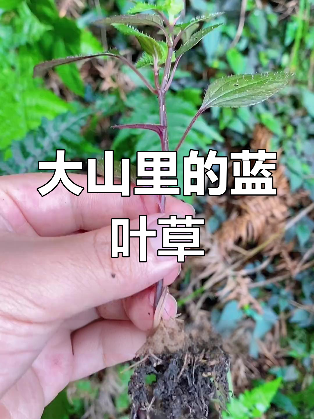蓝叶风柜草:大自然中的独特植物