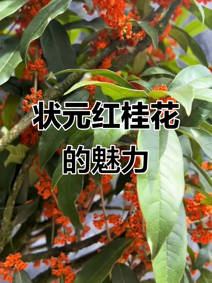 状元红桂花:香气四溢,花色艳丽