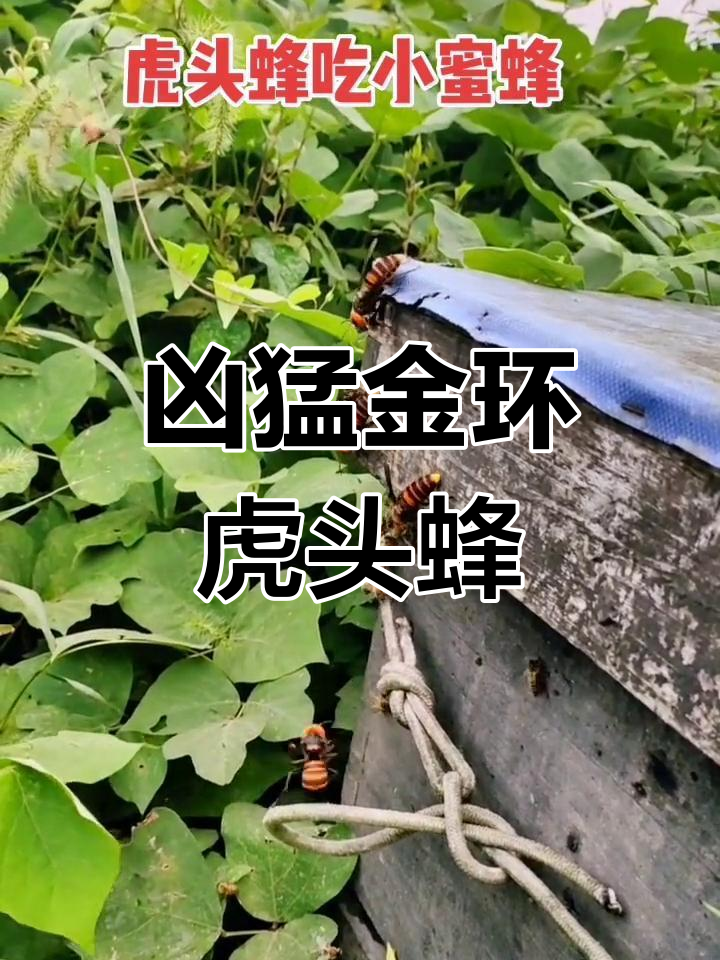 金环虎头蜂:肉食昆虫的代表,捕猎小蜜蜂