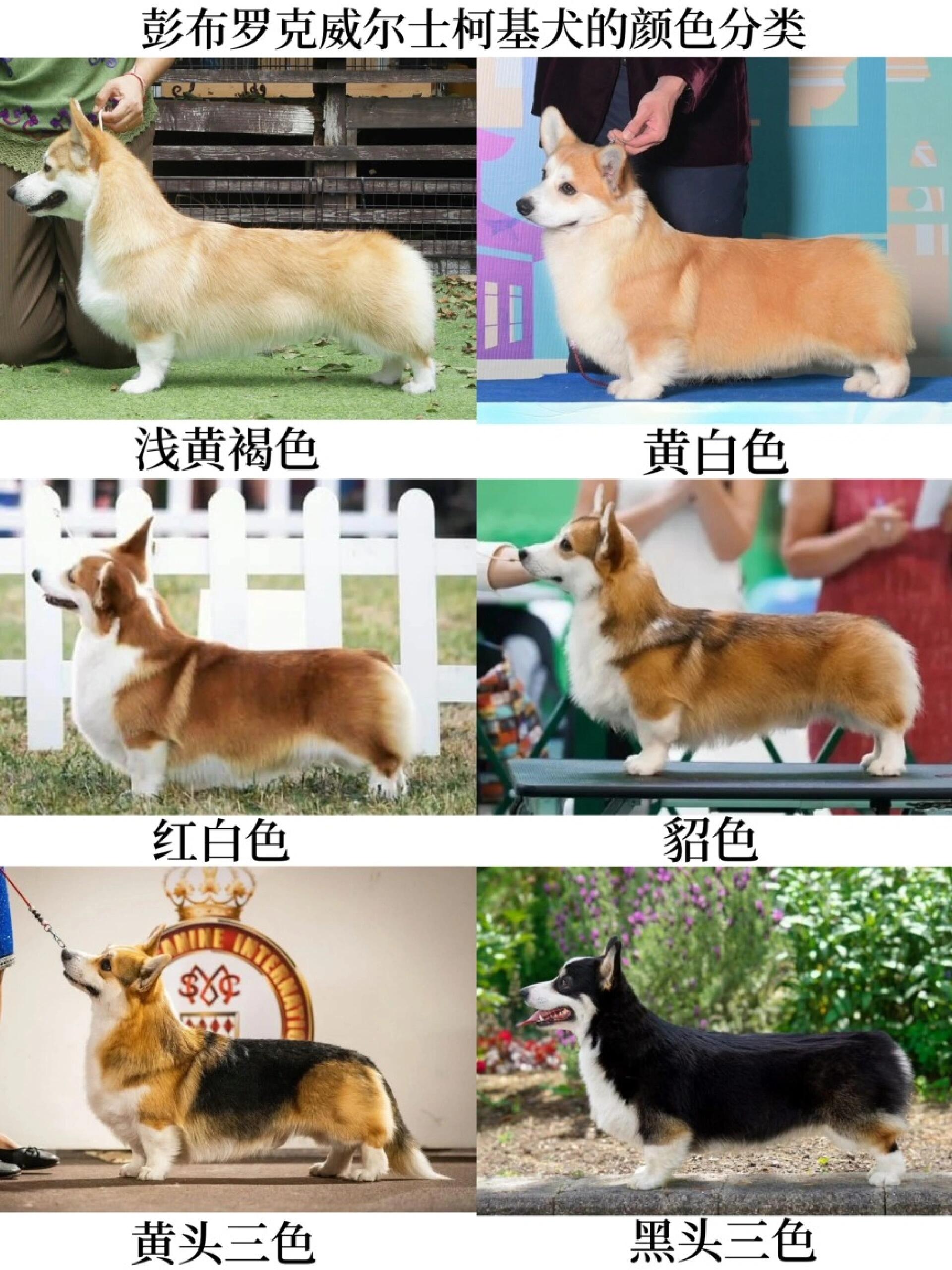 彭布罗克威尔士柯基犬的颜色你知道哪些呢?