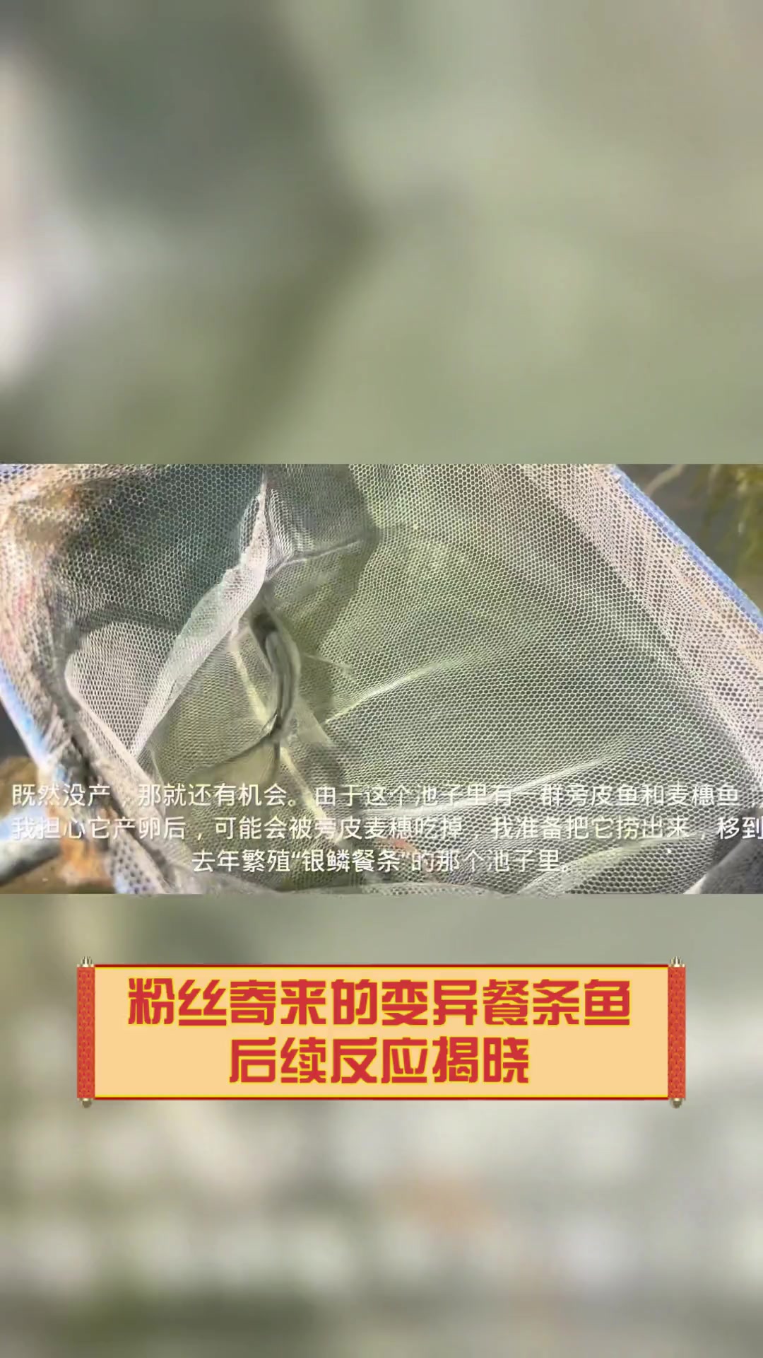 粉丝寄来的变异餐条鱼,后续反应揭晓