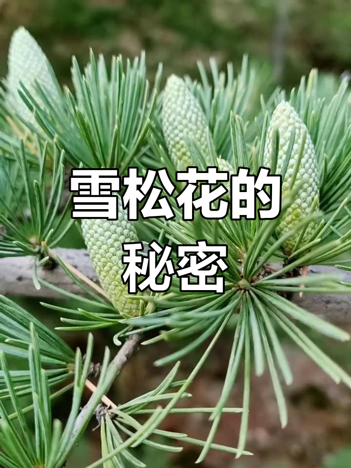 雪松花似蚕宝宝,雄球花常见,雌球花难得一见