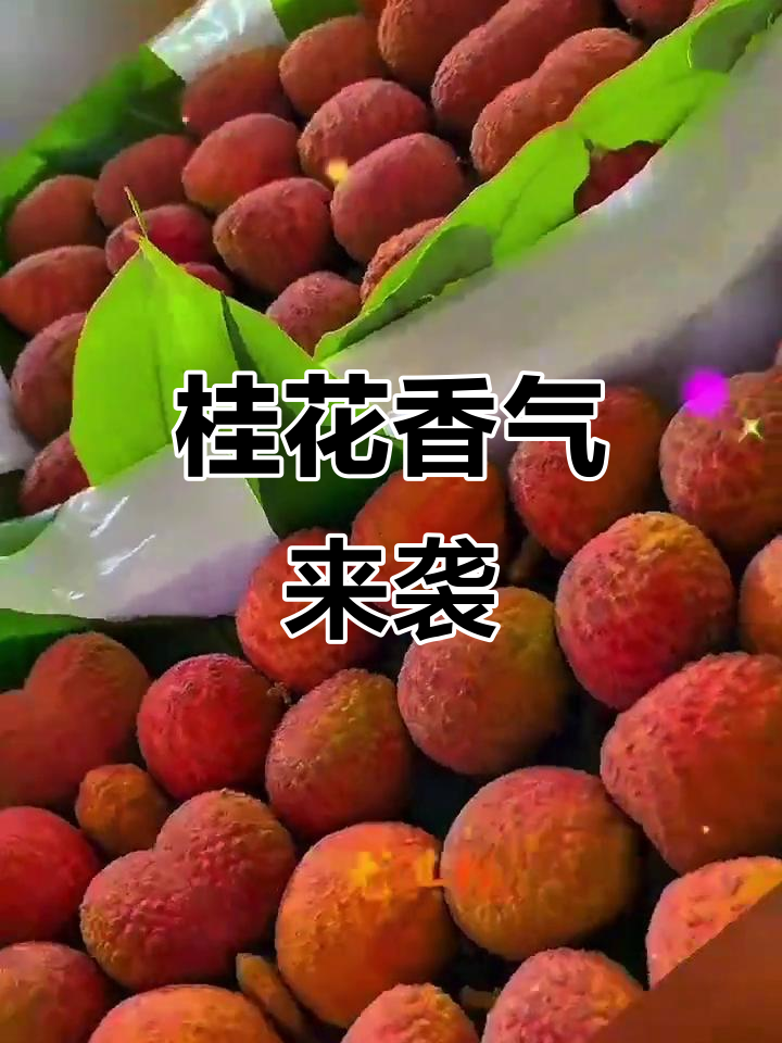 新鲜桂花可以(新鲜桂花可以直接食用吗)