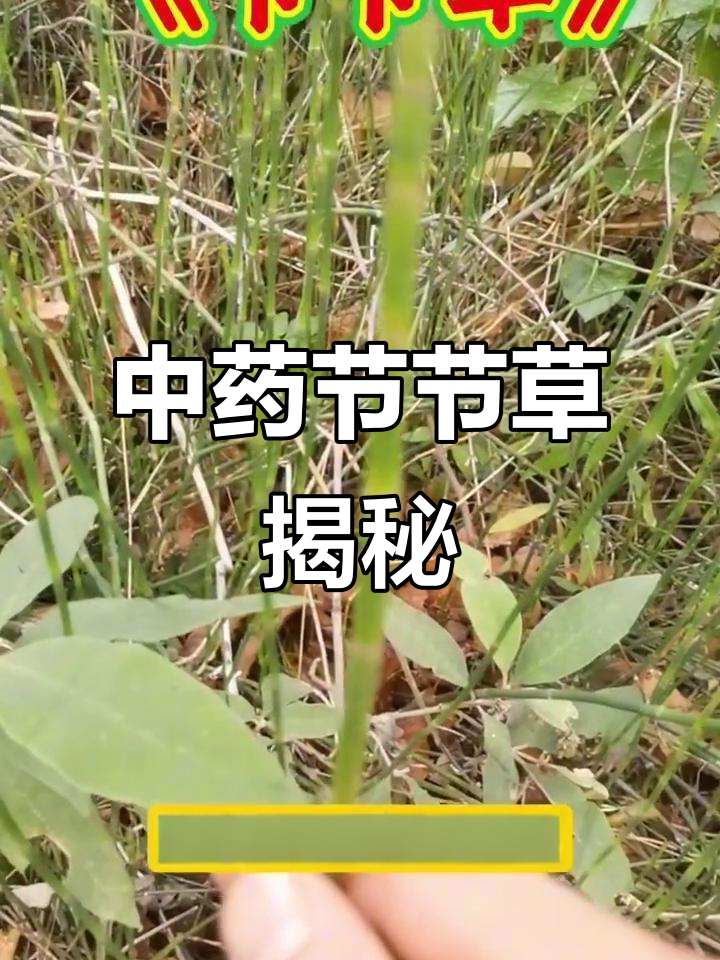 节节草:山间珍宝,中草药中的"吸管"