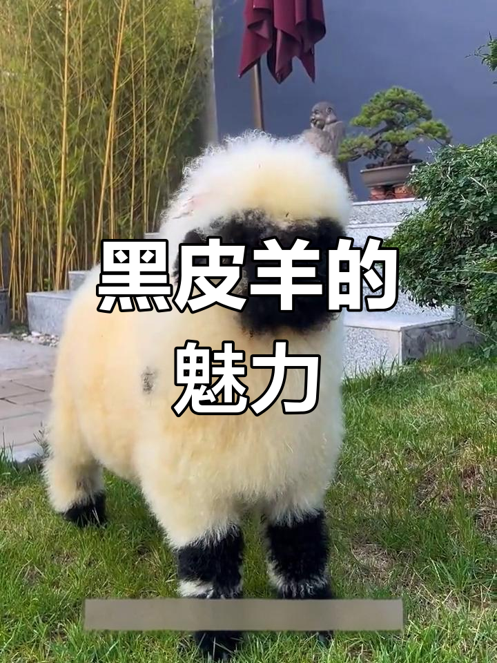 瑞士瓦莱黑鼻羊:萌宠新星