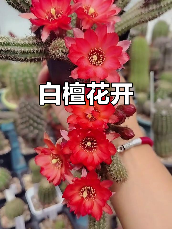 白檀仙人球开花,美丽瞬间不容错过