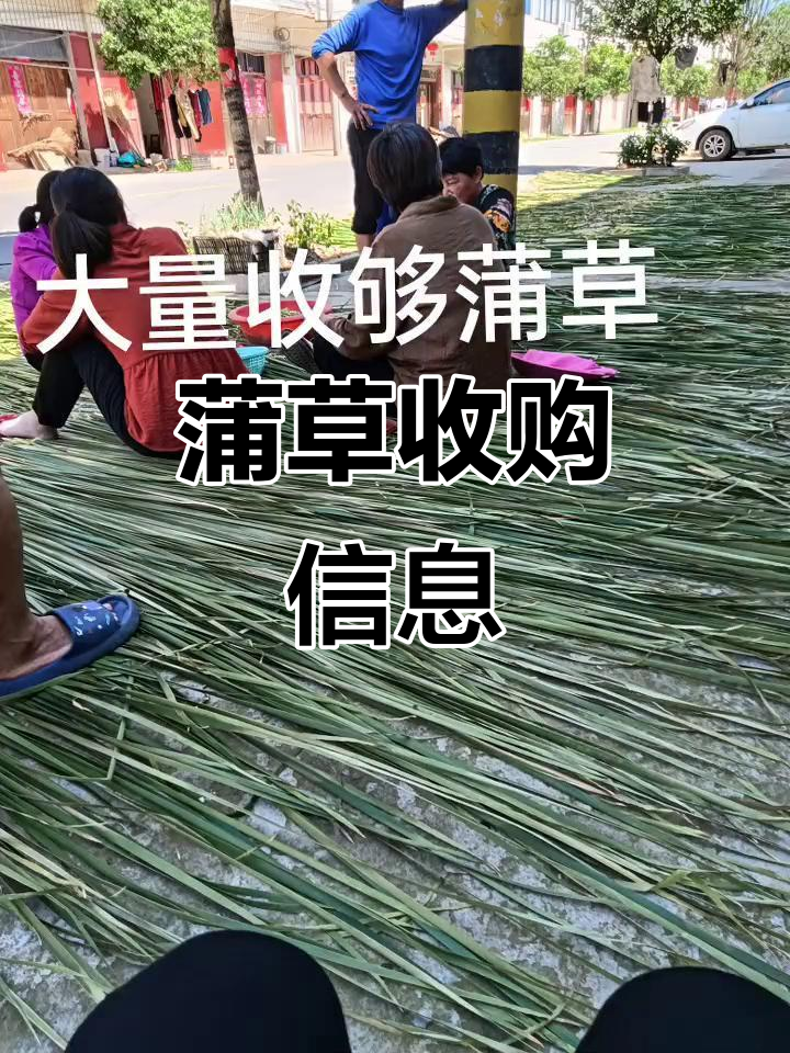 大量收购蒲草,晒干后每斤一元,石庙大街交易