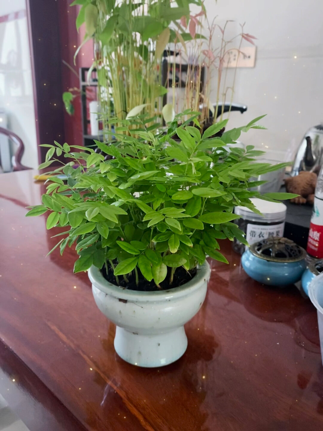 种子盆栽:海南黄花梨