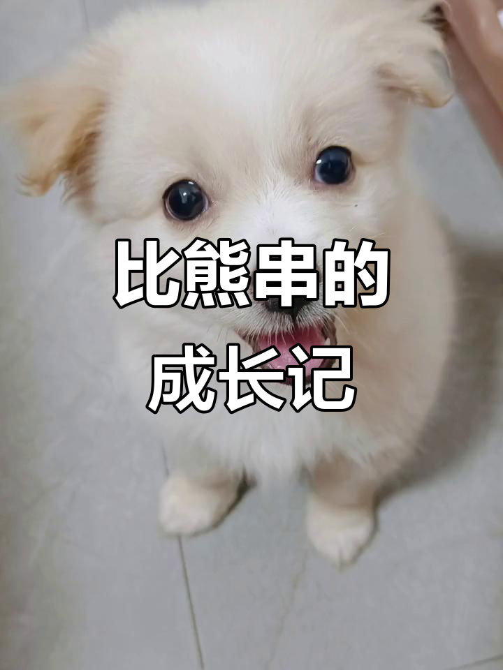 300元买的比熊串,虽不纯但聪明可爱,学会多项技能超有趣