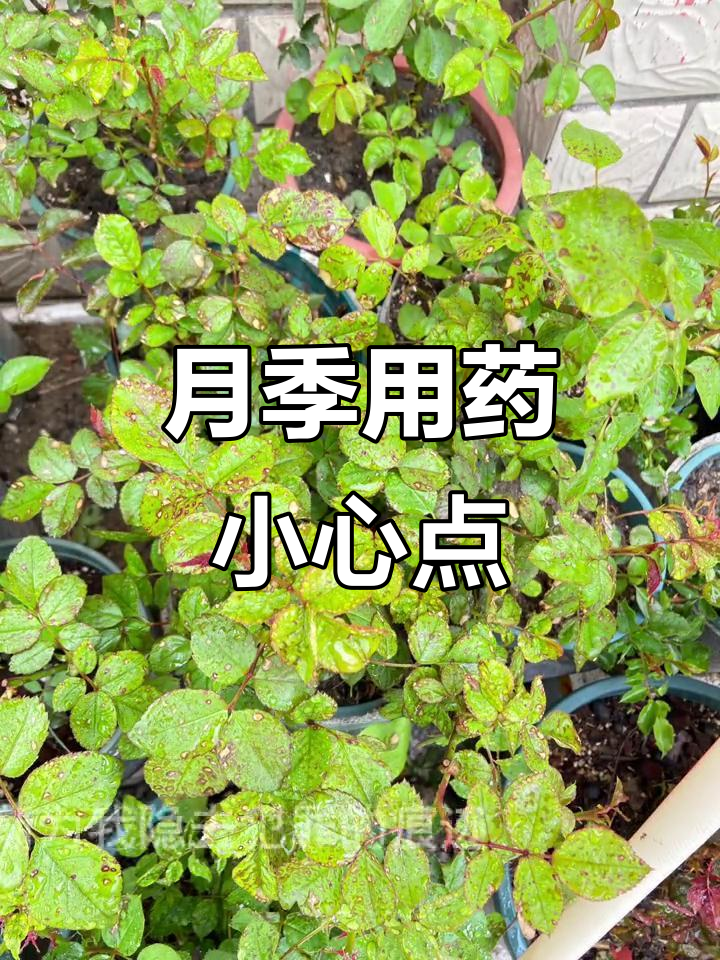 3月15日春季喷药慎行,过量致月季叶褐斑