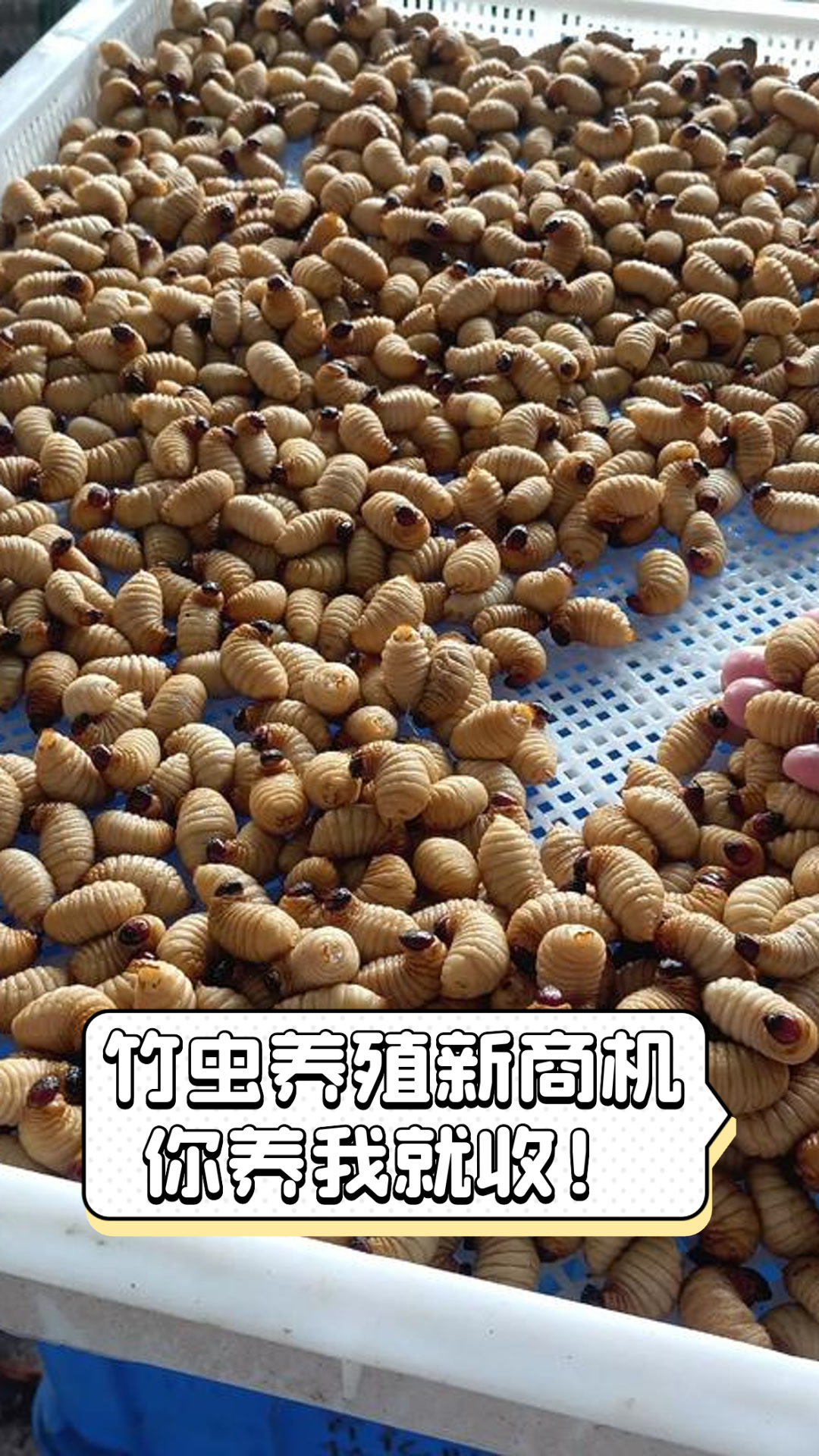 致富经养竹虫(致富经养殖视频大全)
