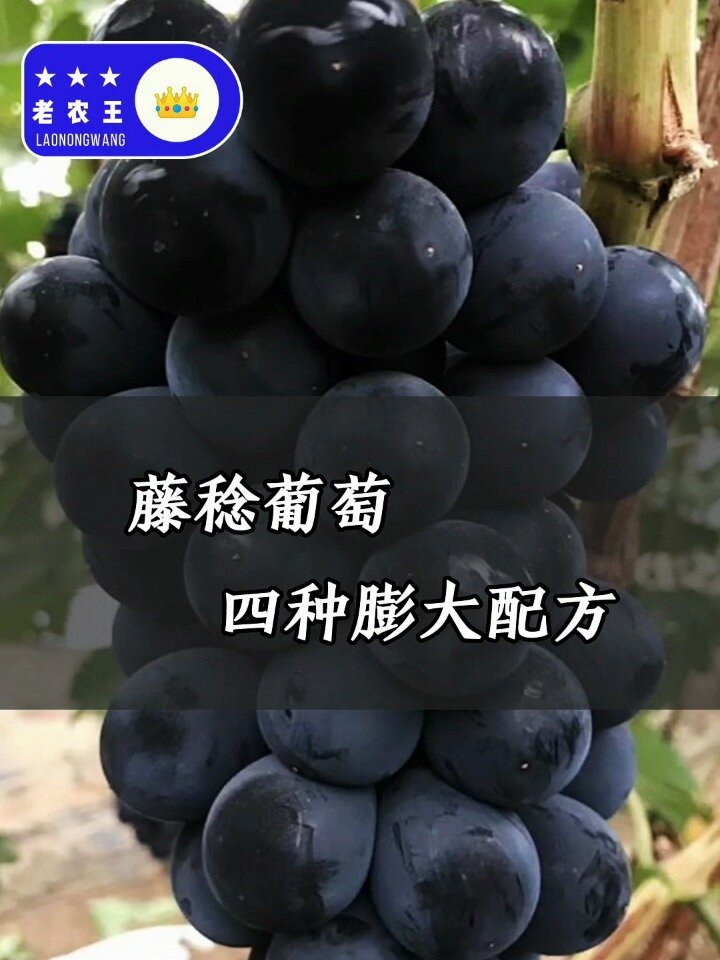 葡萄印象|藤稔葡萄四大膨大方案