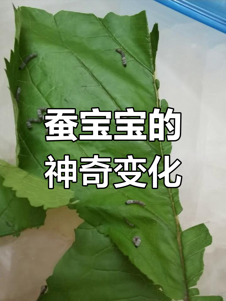 蚕宝宝成长惊艳,体型大变样