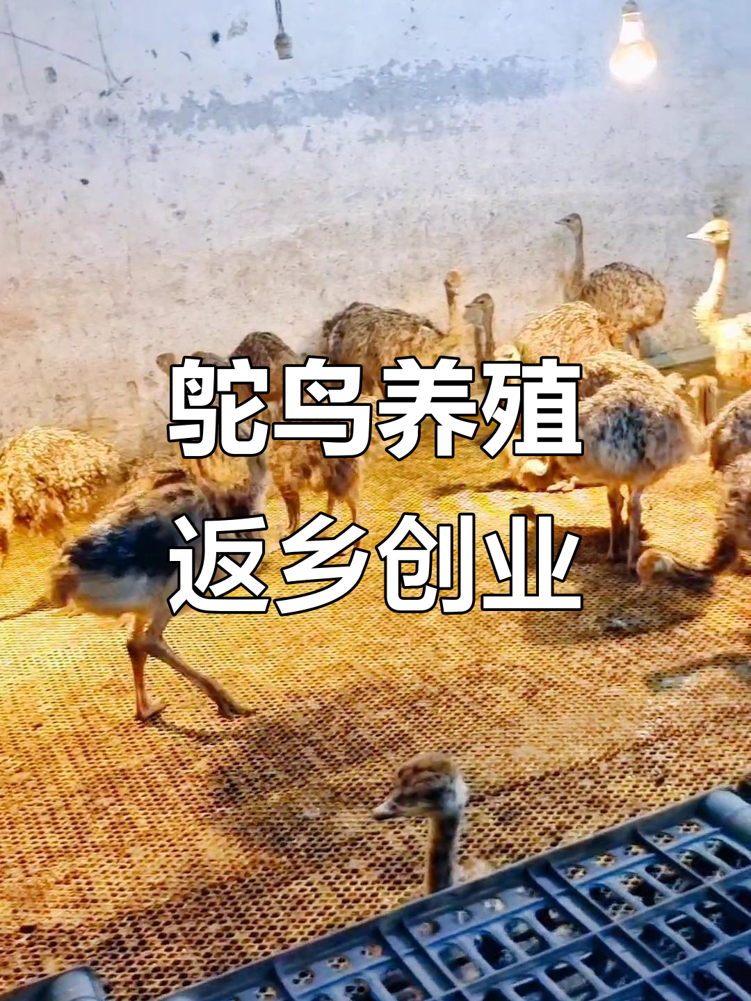 养殖创业加盟(养殖业加盟什么好)