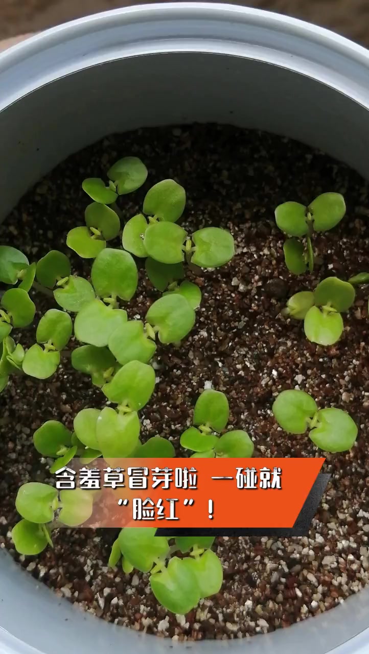含羞草冒芽啦,一碰就"脸红"!