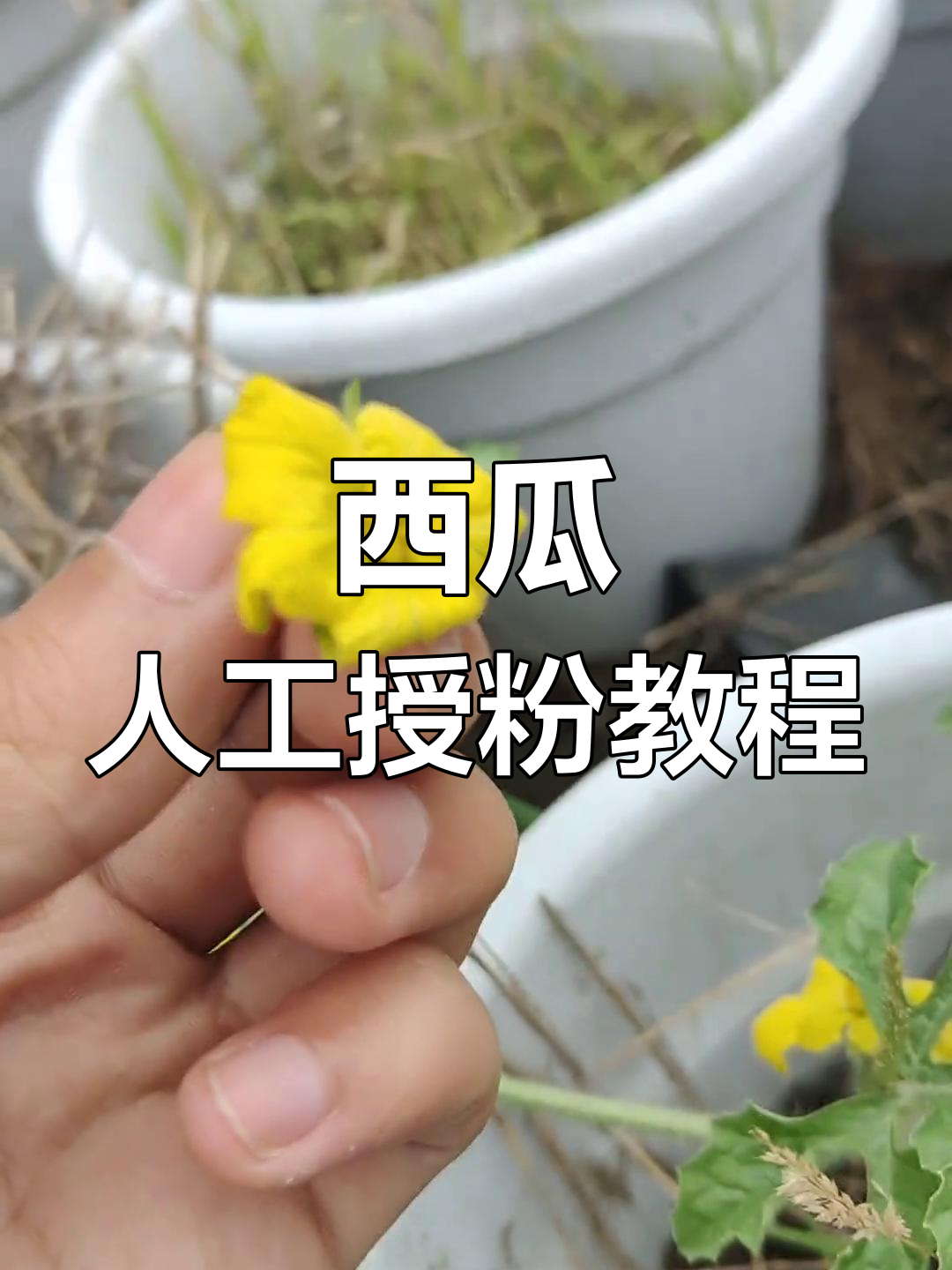 人工授粉技巧大揭秘,盆栽西瓜轻松开花结果