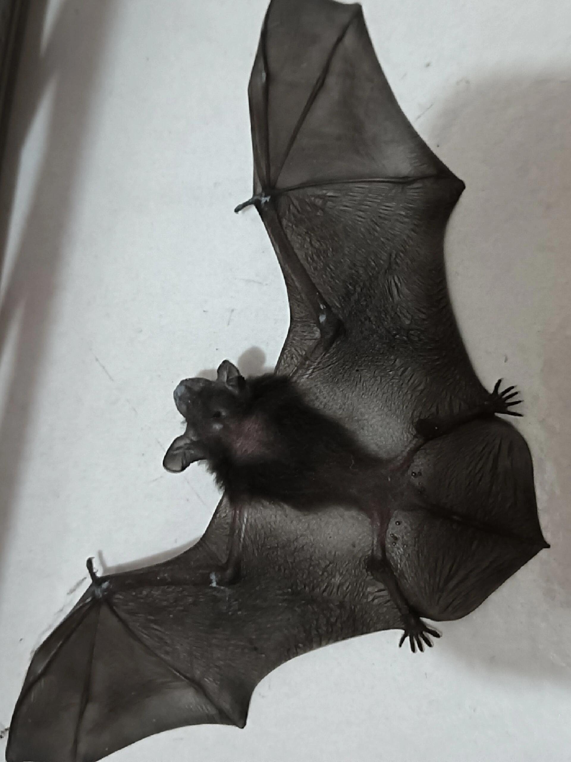 给你们看看小蝙蝠