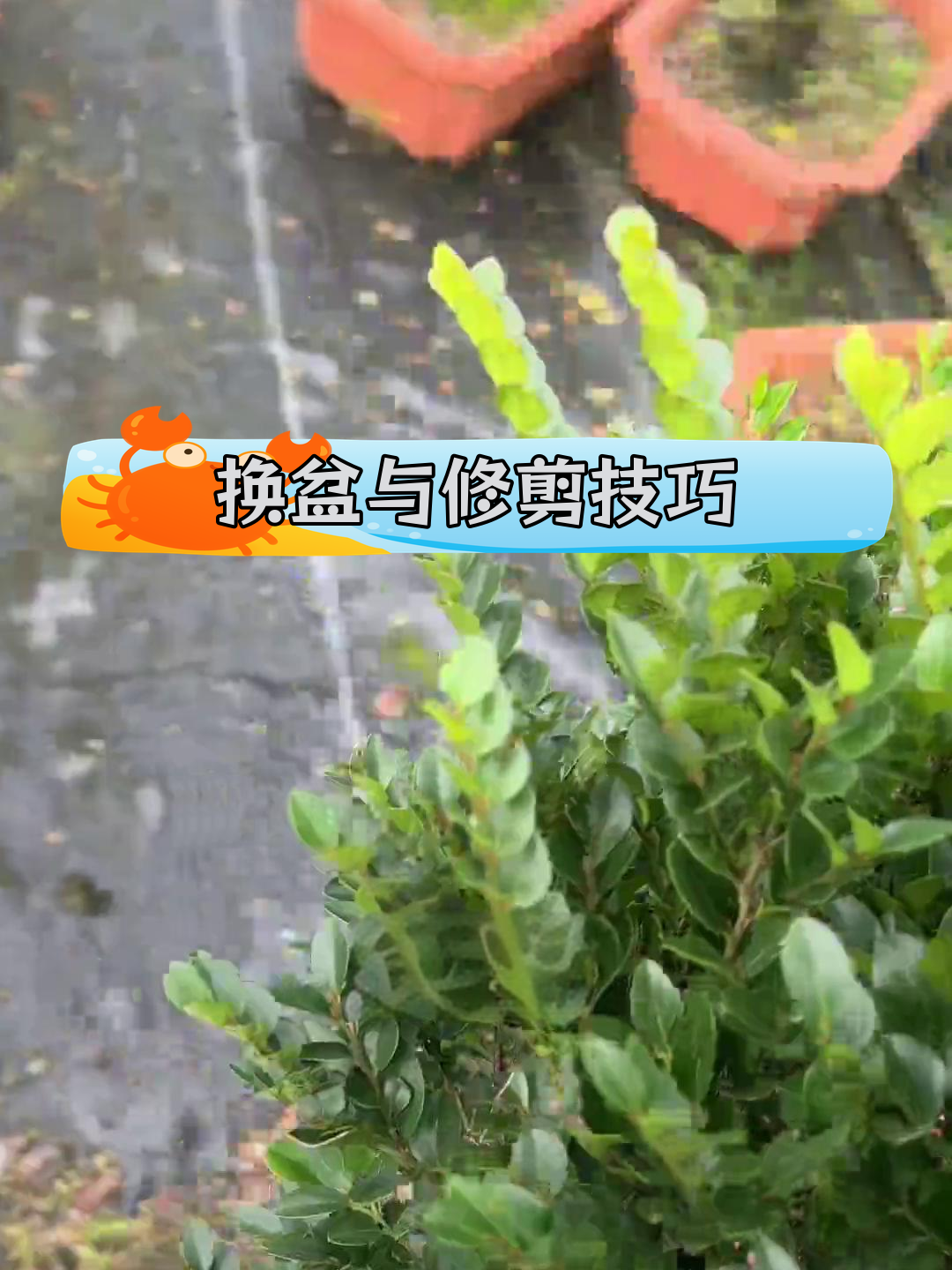 黑骨茶盆景换土,修根整理更美观