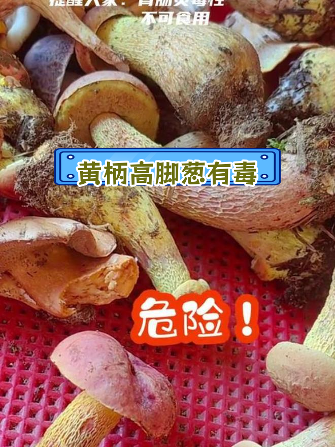 云南野生菌中毒事件频发,黄柄高脚葱不可食用