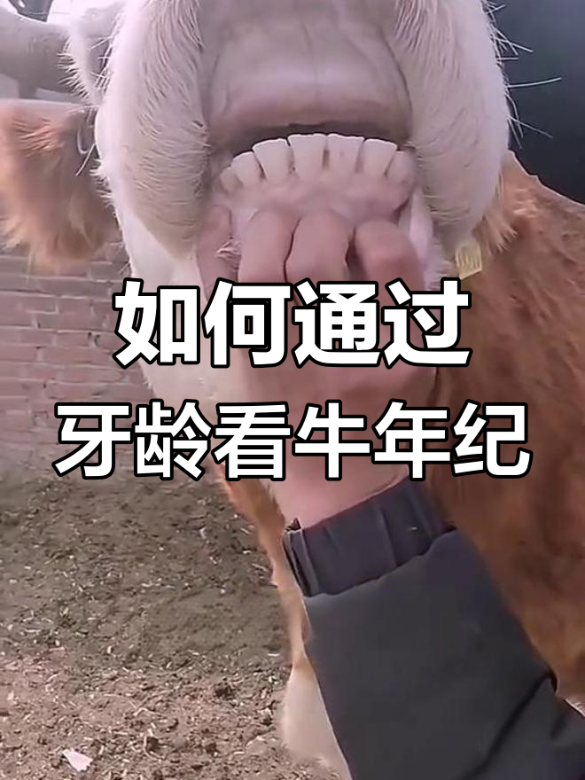 牛牙齿识别技巧,轻松判断年龄