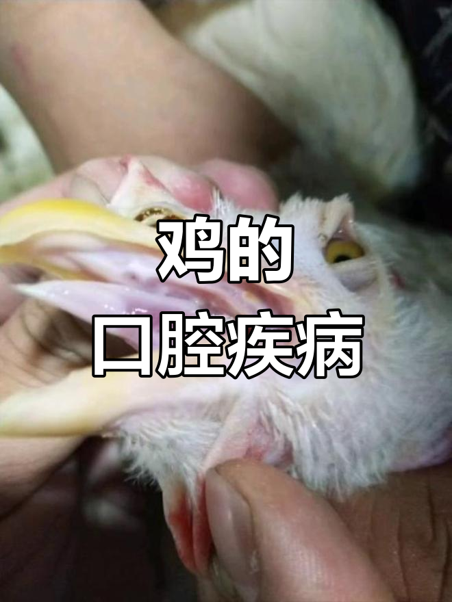 鸡也会得鹅口疮,口腔溃疡与黑舌病并存