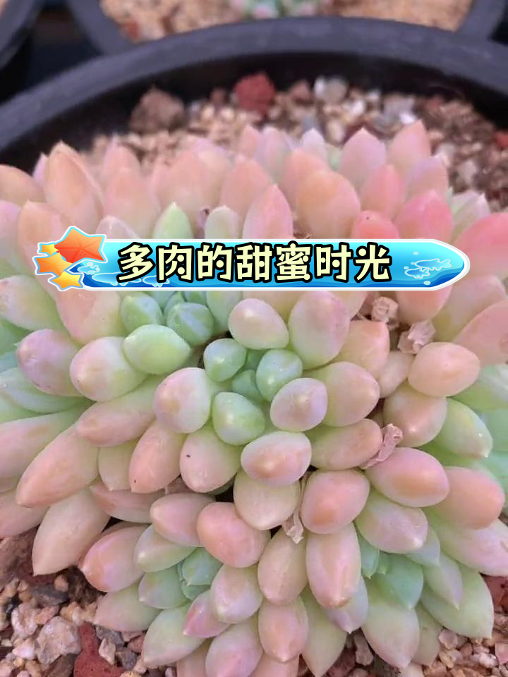 养成多肉甜宠