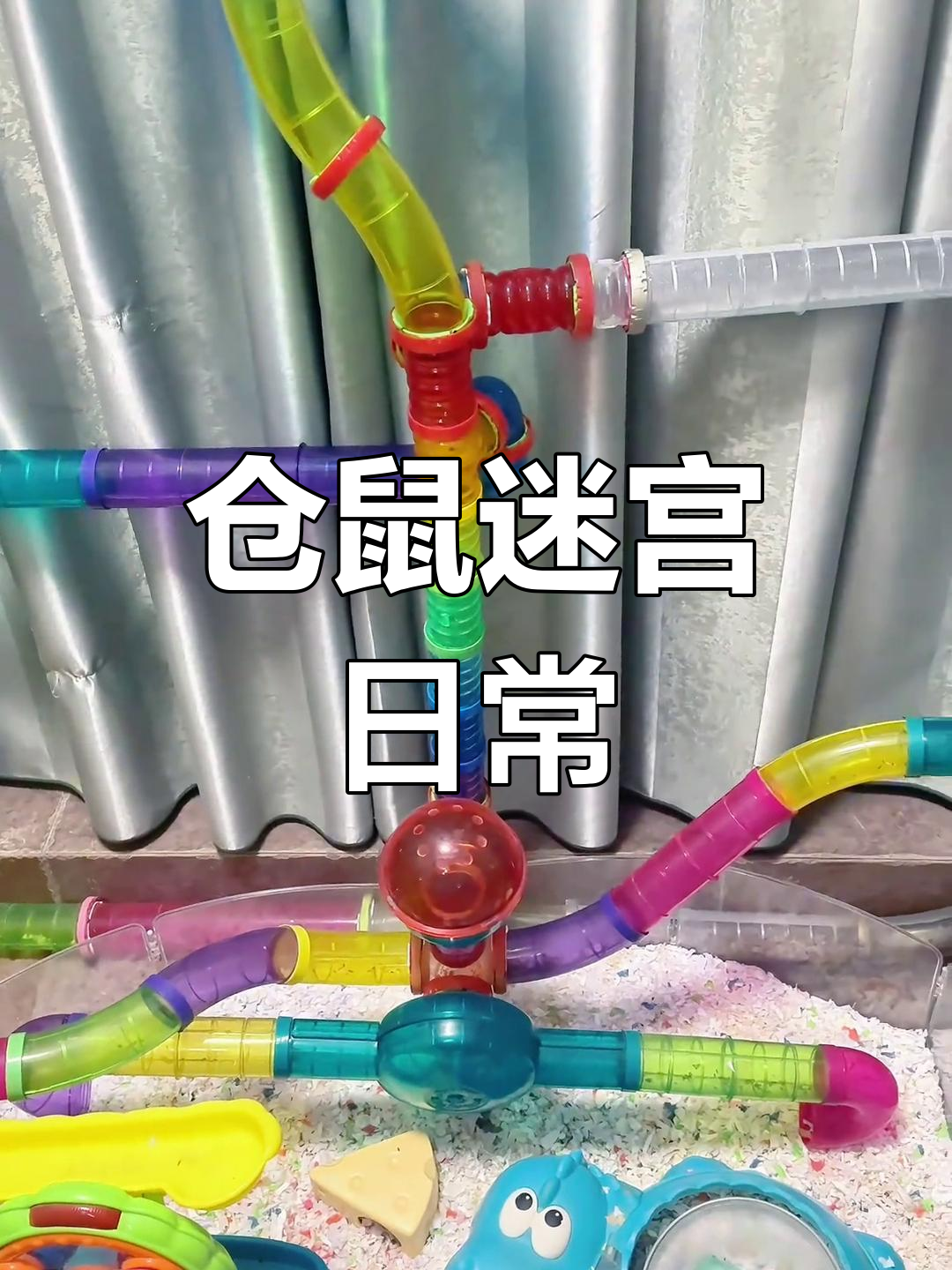 仓鼠迷宫大挑战,家里也能玩得这么有趣!