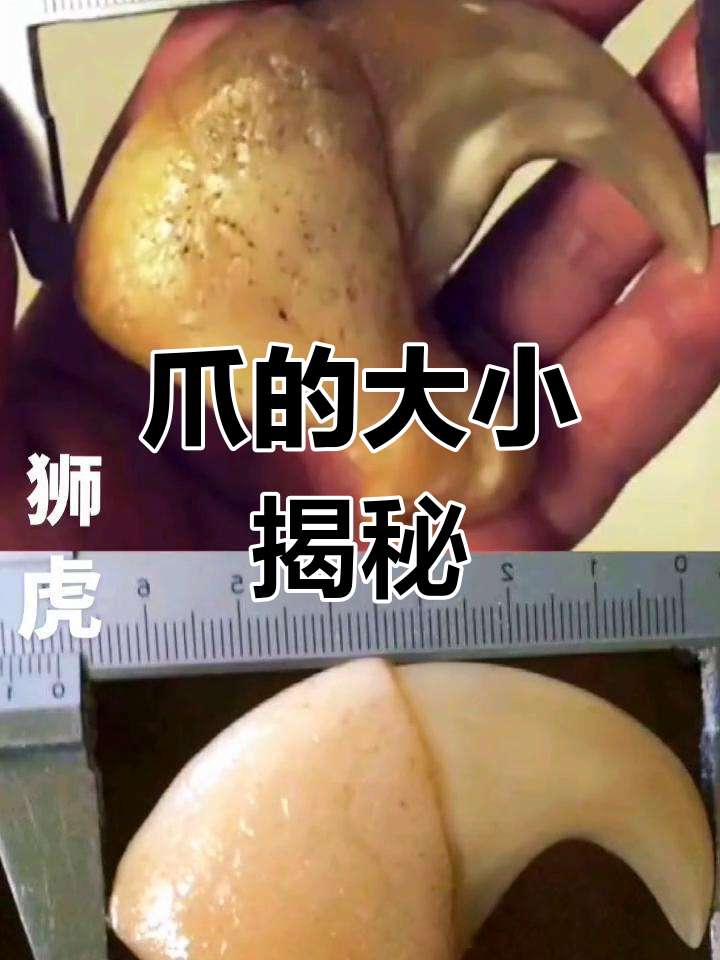 狮虎爪大小相近,大个体可达8厘米,15厘米是夸张说法
