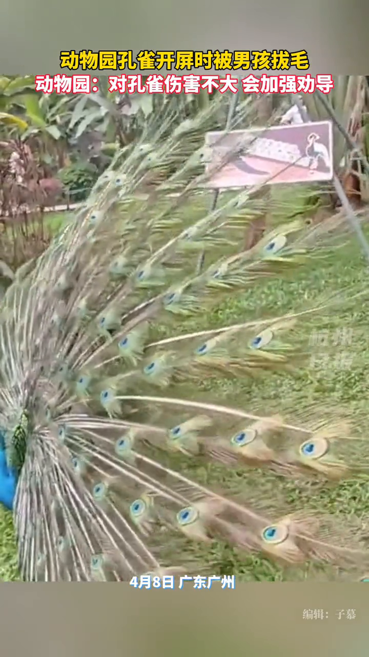 动物园孔雀开屏被男孩拨毛.动物园:对孔雀伤害不大,会加强劝导