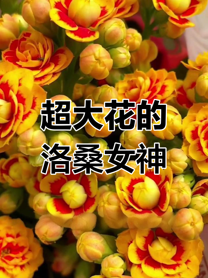 洛桑女神长寿花:超大号花朵,室内必选花卉