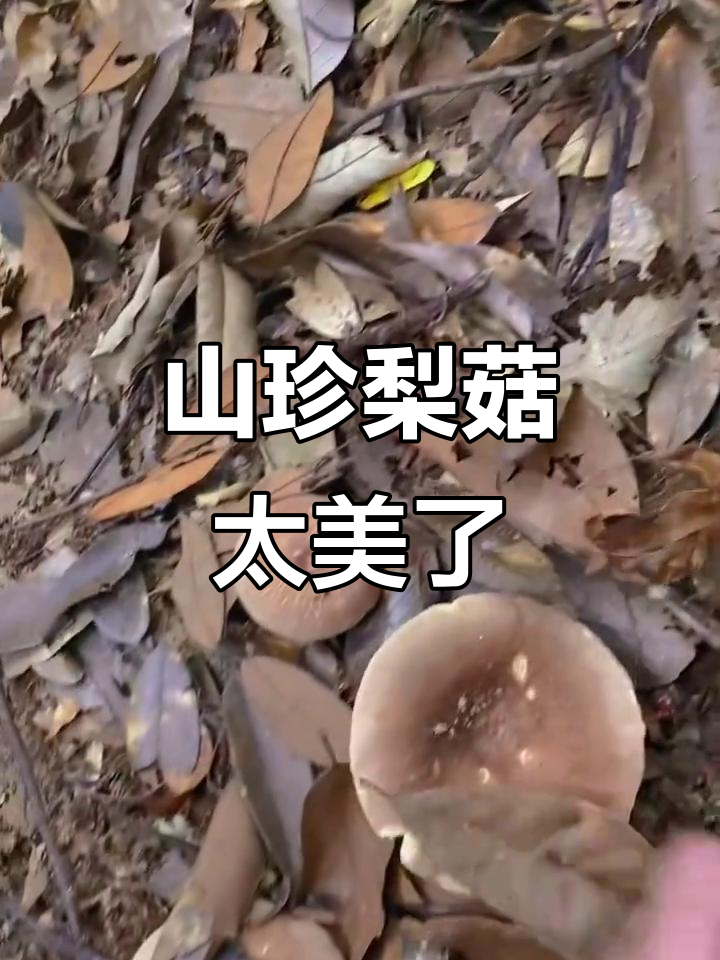 农村野生梨菇丰盈,美味无比!