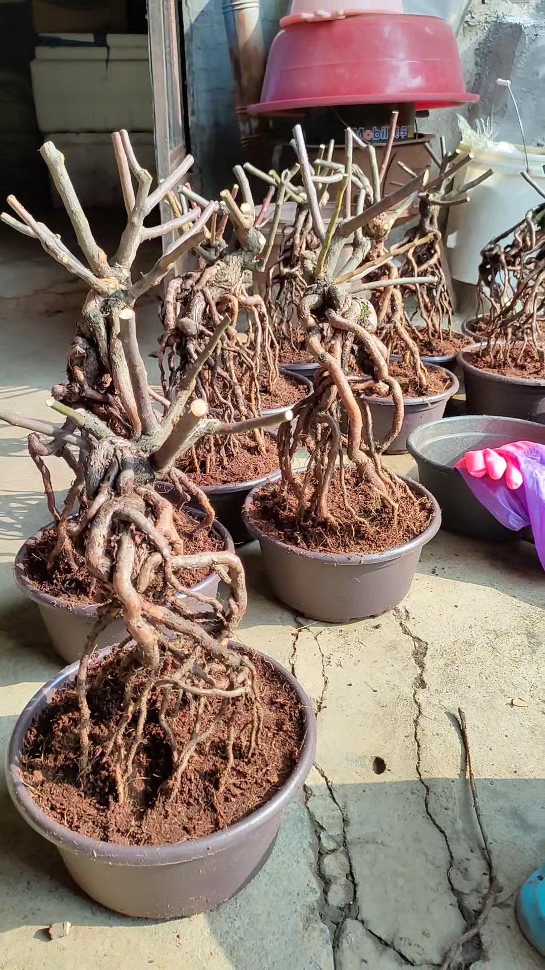 精品蔷薇提根上盆后就能马上嫁接月季盆景 养花小知识 盆景 月季 花卉